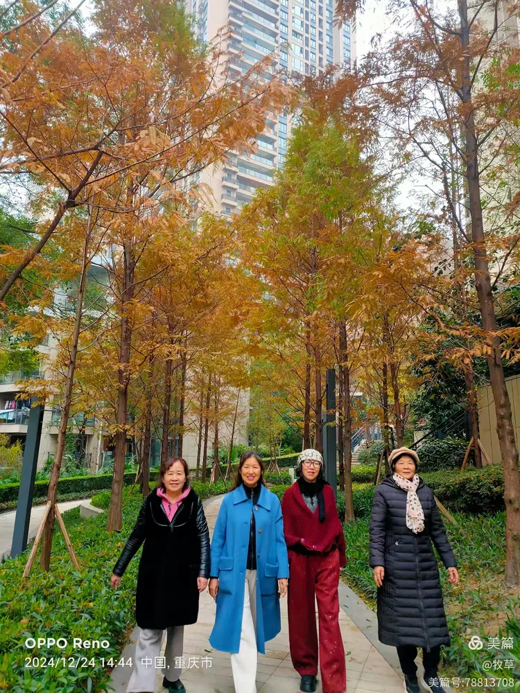 春森彼岸小区三期环境优美2024.12.24